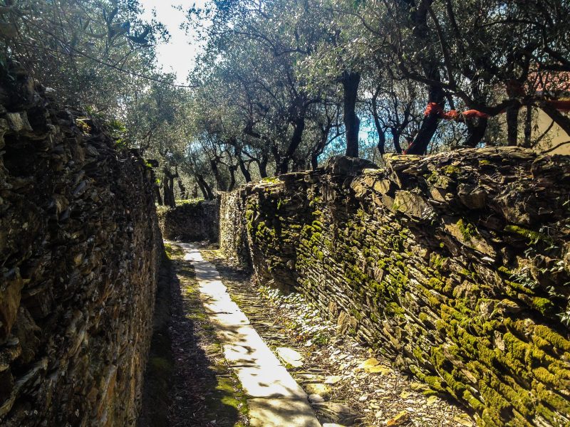 Sentiero Liguria - Mulattiera tra Santa Giulia e Cavi di Lavagna