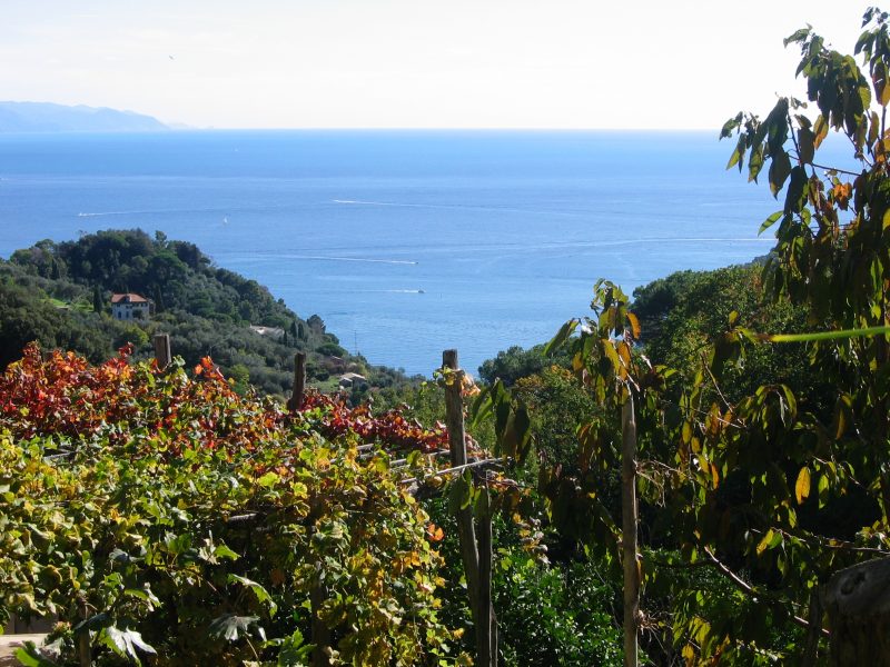 Sentiero Liguria - Vista su Golfo Tigullio